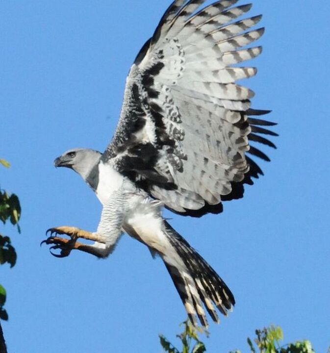 Aves más grandes del mundo,Avestruz,Emú,Casuario,Cóndor Andino,Hábitos de vuelo de las aves