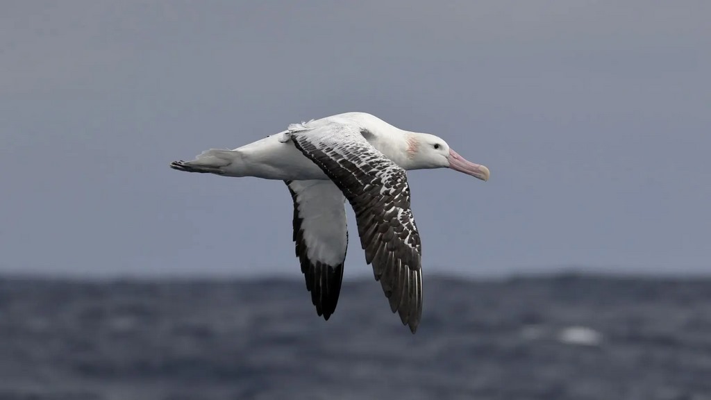 Aves más grandes del mundo,Avestruz,Emú,Casuario,Cóndor Andino,Hábitos de vuelo de las aves