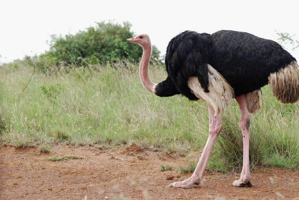 Aves más grandes del mundo,Avestruz,Emú,Casuario,Cóndor Andino,Hábitos de vuelo de las aves