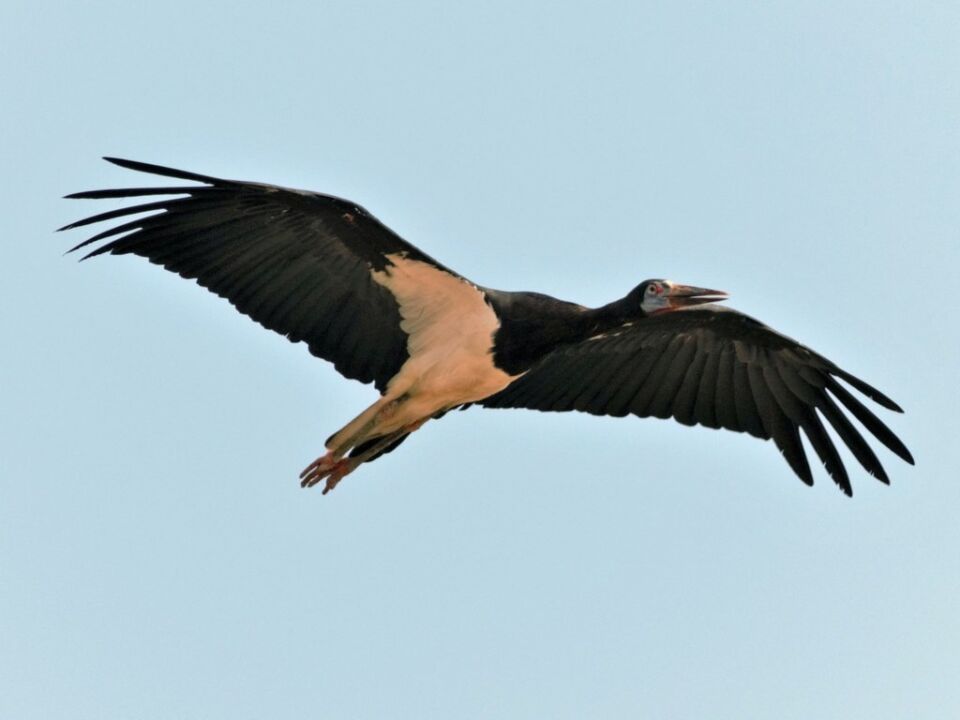 Aves más grandes del mundo,Avestruz,Emú,Casuario,Cóndor Andino,Hábitos de vuelo de las aves