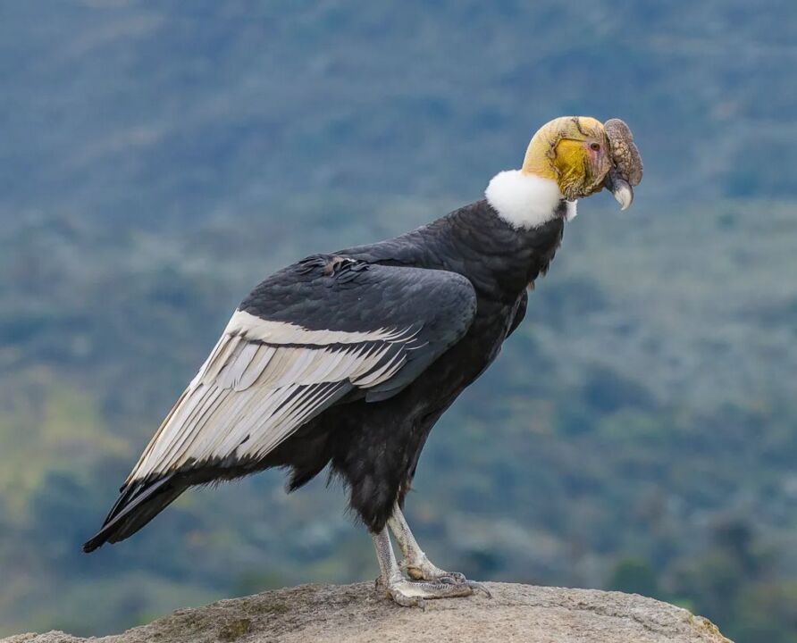 Aves más grandes del mundo,Avestruz,Emú,Casuario,Cóndor Andino,Hábitos de vuelo de las aves