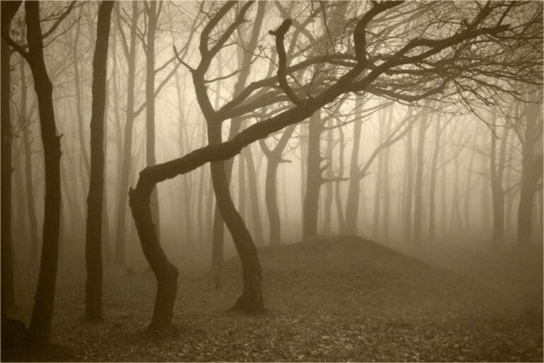 Descifrando los Enigmas del Bosque de Hoia Baciu: Un Viaje a lo Sobrenatural