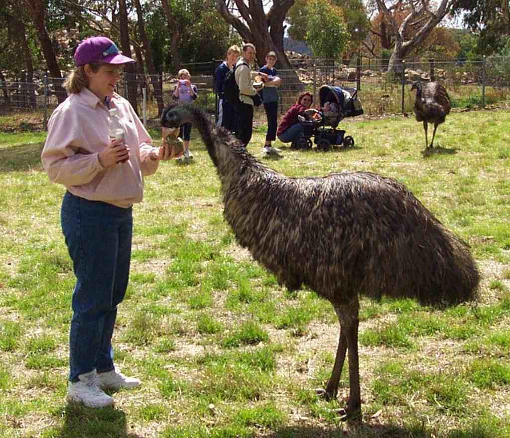 Aves más grandes del mundo,Avestruz,Emú,Casuario,Cóndor Andino,Hábitos de vuelo de las aves