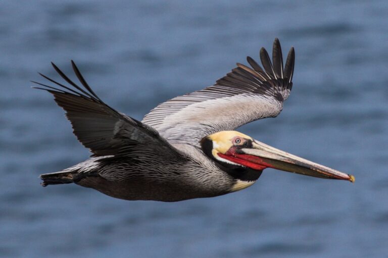 Descubriendo las 10 Aves Más Grandes del Mundo: Tamaños, Hábitos y Curiosidades