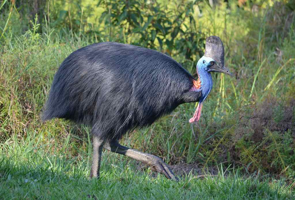 Aves más grandes del mundo,Avestruz,Emú,Casuario,Cóndor Andino,Hábitos de vuelo de las aves