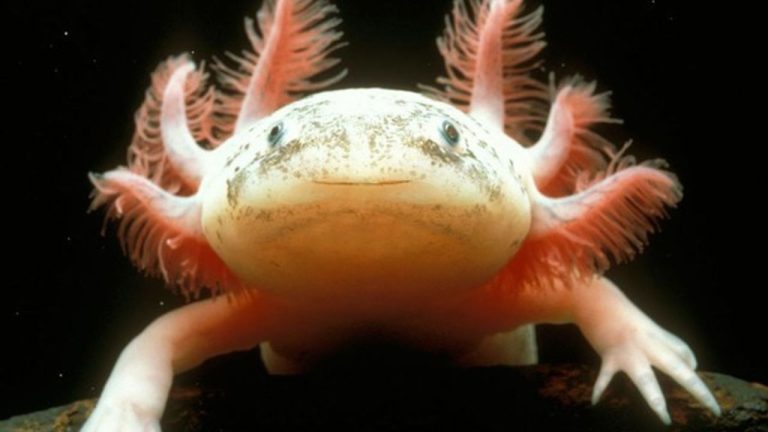 Animales que Parecen Salidos de un Cuento de Hadas: Las Maravillas de la Naturaleza que Sorprenden al Mundo