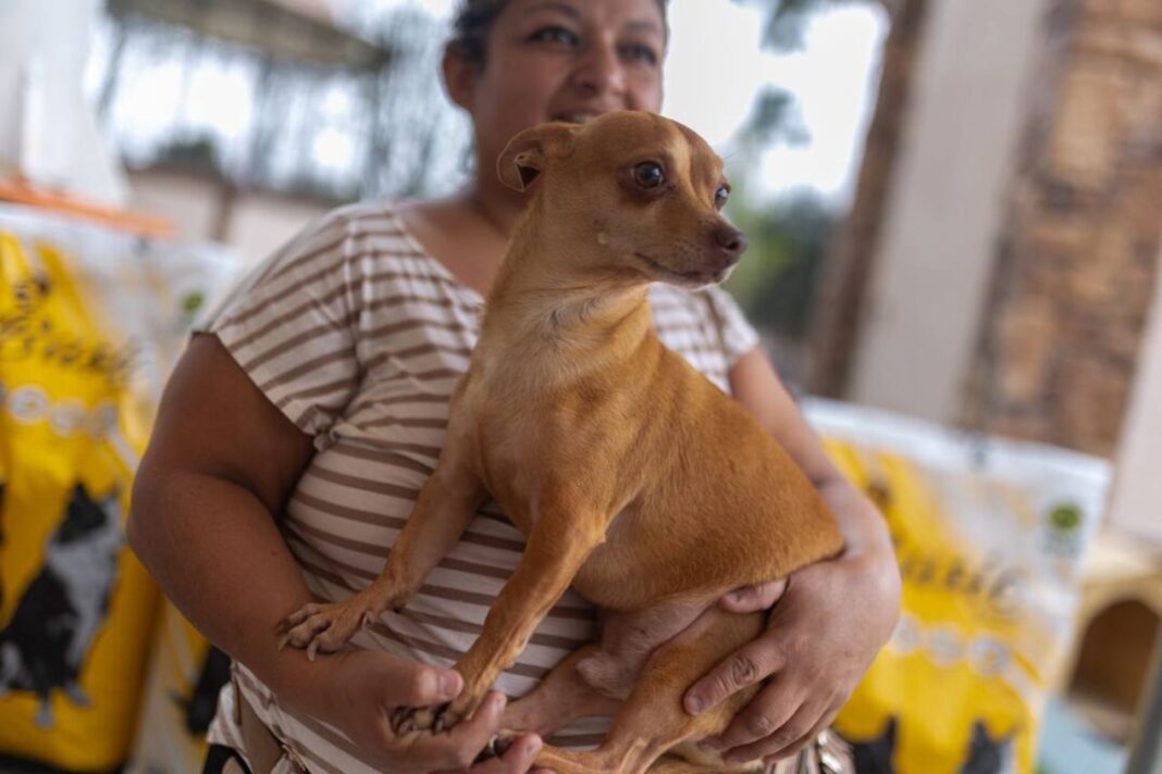 Municipio de Juárez Realiza Jornada de Adopción de Mascotas con Donaciones y Esterilizaciones (3) Adopción de Mascotas en Juárez: Donación y Esterilizaciones