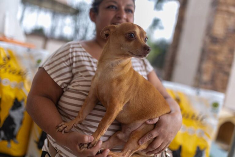 Adopción de Mascotas en Juárez: Donación y Esterilizaciones