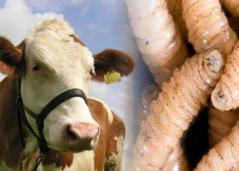 Crisis ganadera en México por plaga del gusano barrenador