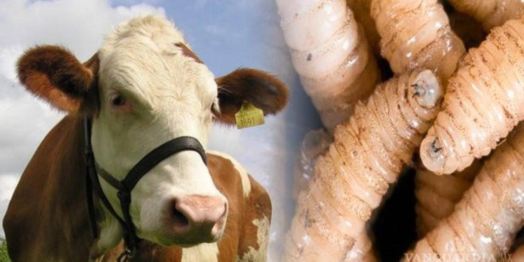 Crisis ganadera en México por plaga del gusano barrenador