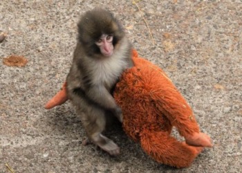 PETA critica condiciones de 'Punch', el mono viral en zoológico de Japón