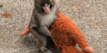 PETA critica condiciones de 'Punch', el mono viral en zoológico de Japón