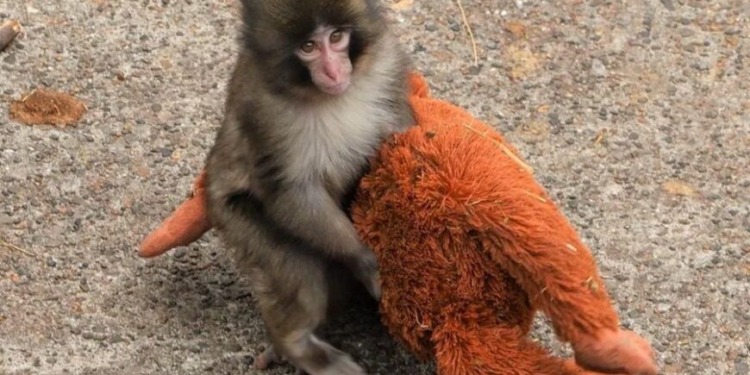 PETA critica condiciones de 'Punch', el mono viral en zoológico de Japón