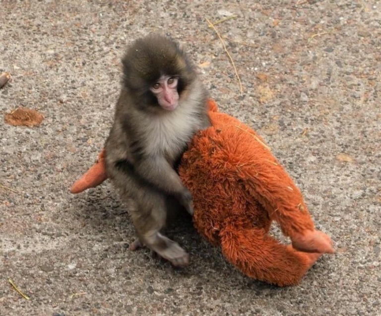 PETA critica condiciones de 'Punch', el mono viral en zoológico de Japón