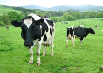 Investigadores analizando datos sobre seguridad alimentaria