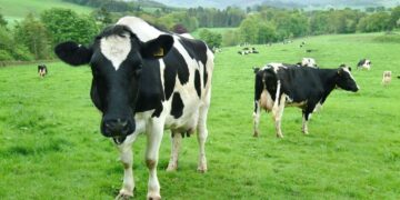 Investigadores analizando datos sobre seguridad alimentaria