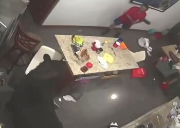Oso negro en la cocina de una vivienda en San Pedro Garza García