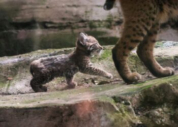 NACE PRIMERA CRÍA DE LINCE ROJO EN ZOOLÓGICO DE CHAPULTEPEC