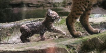 NACE PRIMERA CRÍA DE LINCE ROJO EN ZOOLÓGICO DE CHAPULTEPEC
