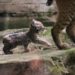 NACE PRIMERA CRÍA DE LINCE ROJO EN ZOOLÓGICO DE CHAPULTEPEC