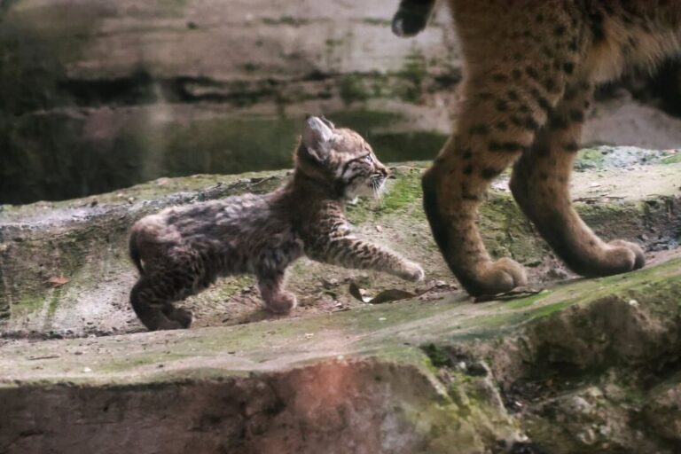 NACE PRIMERA CRÍA DE LINCE ROJO EN ZOOLÓGICO DE CHAPULTEPEC