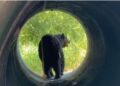 OSO ATROPELLADO EN LA ESTANZUELA: INTERVENCIÓN DE PROTECCIÓN CIVIL EN MONTERREY