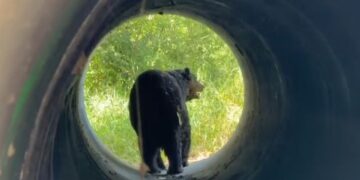 OSO ATROPELLADO EN LA ESTANZUELA: INTERVENCIÓN DE PROTECCIÓN CIVIL EN MONTERREY