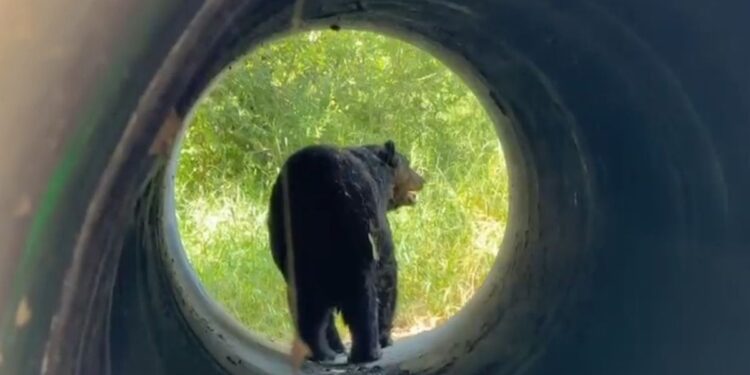 OSO ATROPELLADO EN LA ESTANZUELA: INTERVENCIÓN DE PROTECCIÓN CIVIL EN MONTERREY