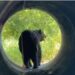 OSO ATROPELLADO EN LA ESTANZUELA: INTERVENCIÓN DE PROTECCIÓN CIVIL EN MONTERREY