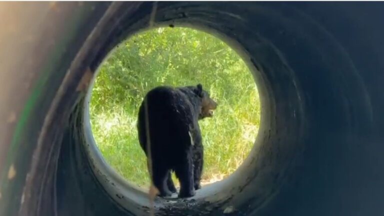 OSO ATROPELLADO EN LA ESTANZUELA: INTERVENCIÓN DE PROTECCIÓN CIVIL EN MONTERREY